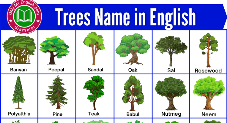Nama-nama Pohon dalam Bahasa Inggris