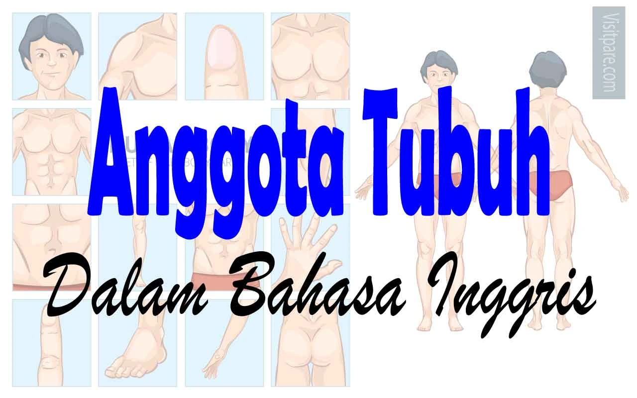 Anggota Tubuh dalam Bahasa Inggris