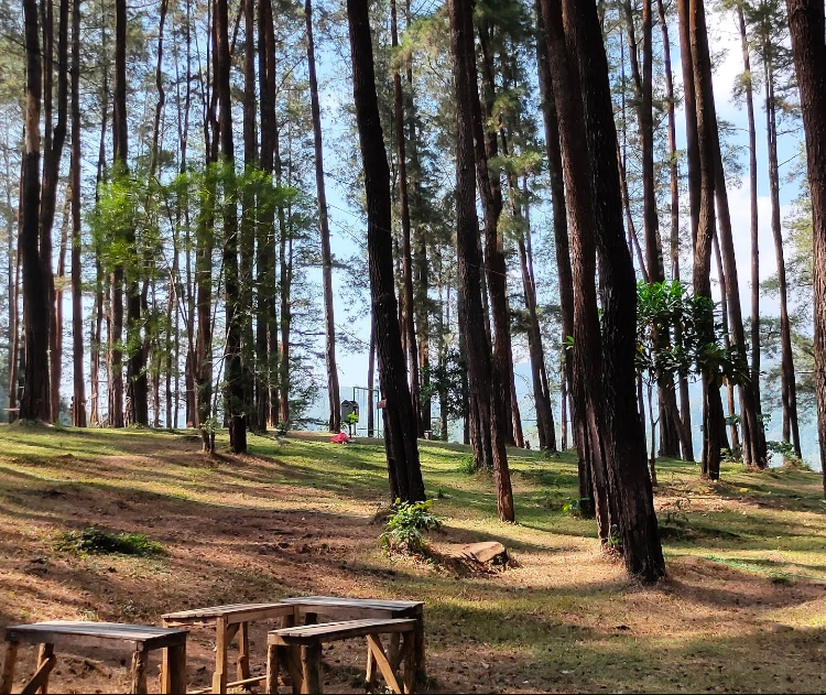 Bagaimana Rute yang Harus Diambil Menuju Pine Forest Nongko Ijo?