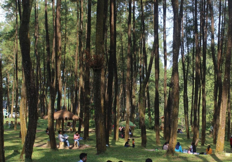 Kegiatan yang Bisa Dilakukan di Wisata Hutan Pinus Loji