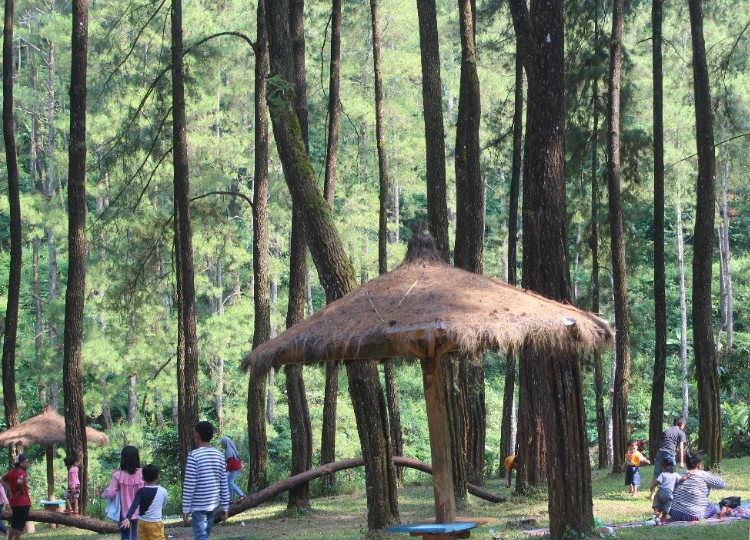 Tips Menikmati Berwisata di Hutan Pinus Loji