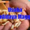 Usaha Budidaya Maggot Lengkap dengan Peluang Usahanya