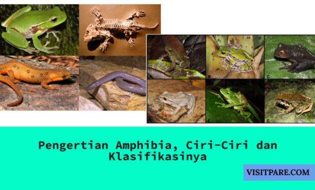 Pengertian Amphibia