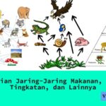 Pengertian Jaring-Jaring Makanan, Contoh, Tingkatan, dan Lainnya