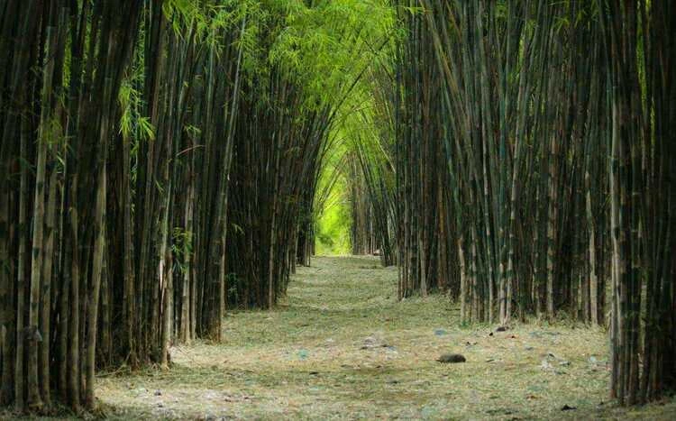 Jam Buka Hutan Bambu