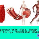 pengertian otot polos