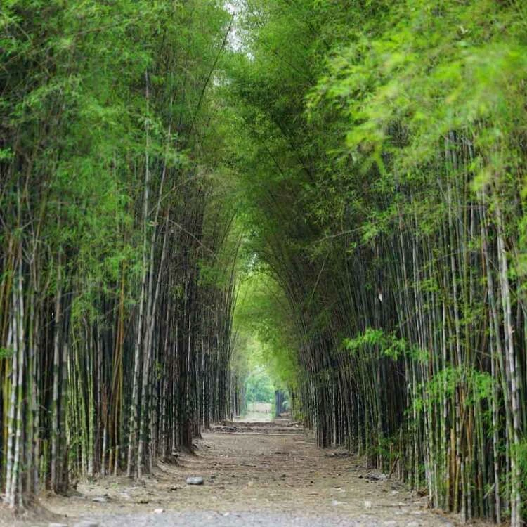 Fasilitas di Hutan Bambu